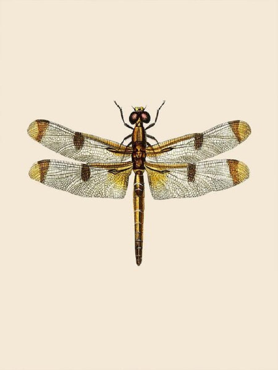 Vintage Dragonfly Natural Hist – обзор и цена Photography History